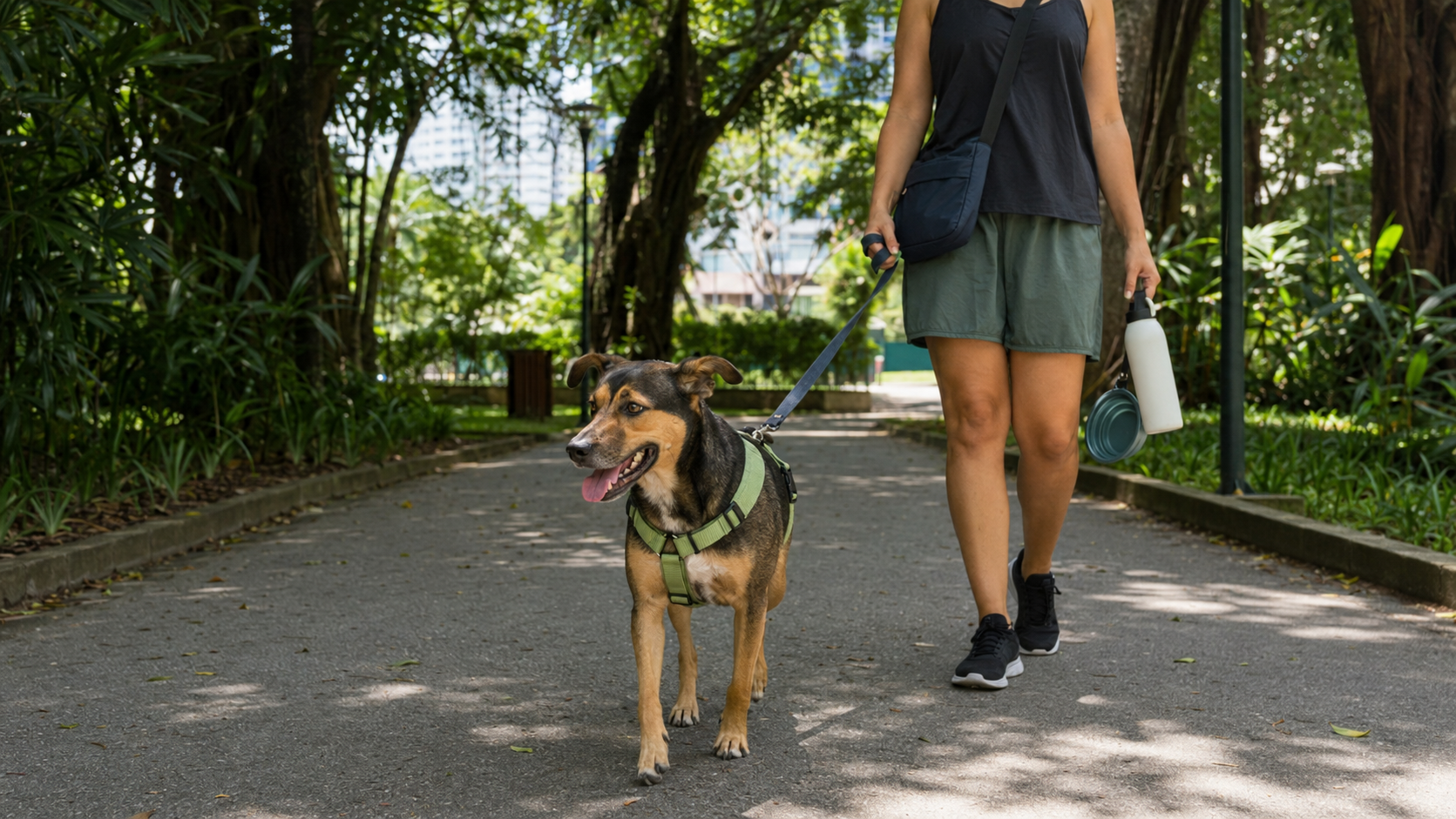 Cachorro passeando com peitoral e guia em um parque